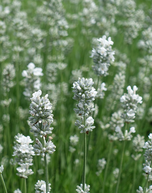 Lavandula angustifolia `Elegance Snow`
